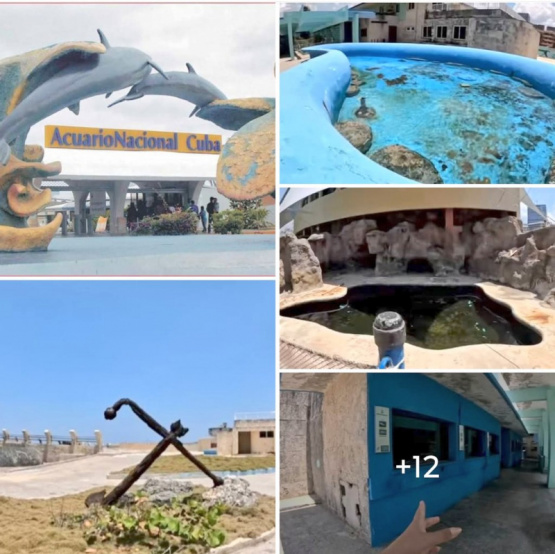 El Acuario Nacional de Cuba: ¿El Fin de un Orgullo Marino? La Alarmante Realidad que Pone en Riesgo a la Vida Marina y nuestra Conciencia Ecológica