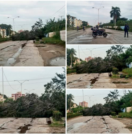 Árbol colapsa en Guantánamo: ¡Caos vehicular y cientos varados en la carretera!