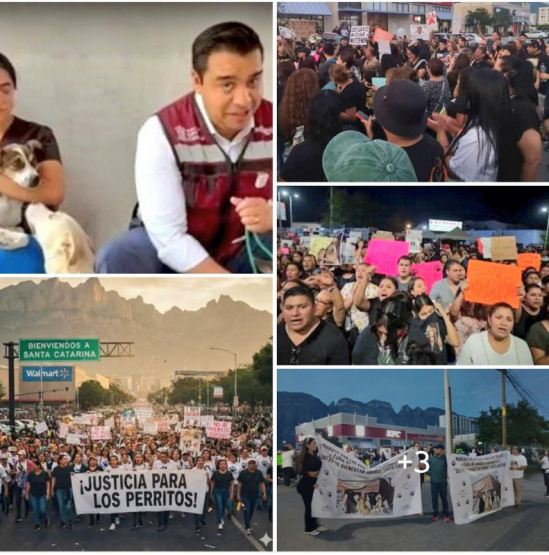 Indignación en Santa Catarina: La muerte de 70 animales desata protestas y exigencias de justicia animal. ¡Los detalles que no te imaginas!