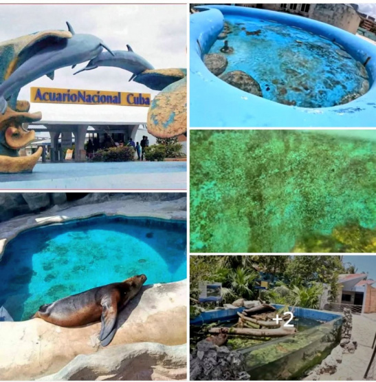 Madre cubana revela el horror del Acuario Nacional: 